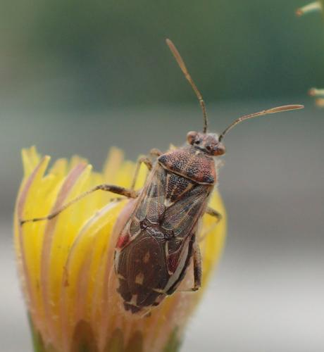 Liorhyssus hyalinus